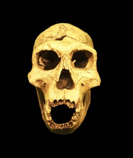 Homo erectus
