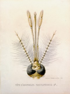 Head of the Anopheles Mosquito showing the male mouthparts