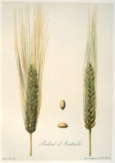 Plate showing variety Poulard d'Australie