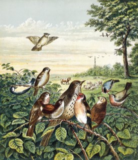 Who killed Cock Robin