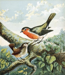 Cock Robin singing to Jenny Wren