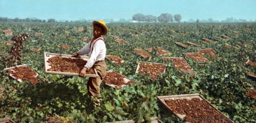 African American child labourer, 1901