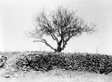 Fig tree after devastation by locusts, 1915