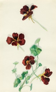 Nasturtium flowers and leaves from the Holy Land