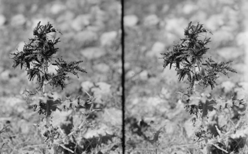 The plague of locusts in Palestine