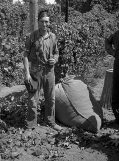 Young migrant worker brings his hops to weigh scales, 1939