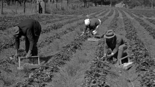 Negro intrastate migrant worker, Italian grower and his wife picking berries Date 19390101.
