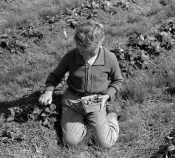 Child of white migrant berry worker picking strawberries near Ponchatoula, Louisiana. By Russell Lee, 1903-1986, photographer Date 19390101.