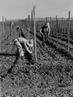 Migrant worker during the great depression, 1935