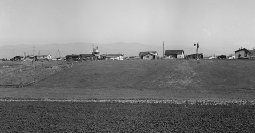 Shacks occupied by lettuce shed workers, 1939