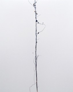 Untitled chromogenic print by Éric Poitevin