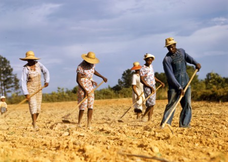 Chopping cotton on rented land near White Plains by photographer Jack Delano.