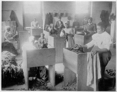 African, Americans, mostly women, sorting tobacco at the T.C. Williams & Co., tobacco, Richmond, Virginia. New Orleans.