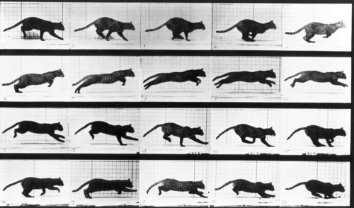 A cat running. Photogravure by Eadweard Muybridge, 1887