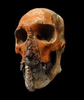 Skull trophy from the Tugeri Tribe, Fly River, New Guinea