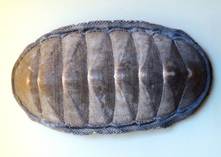 Chiton Magnificus, Chile
