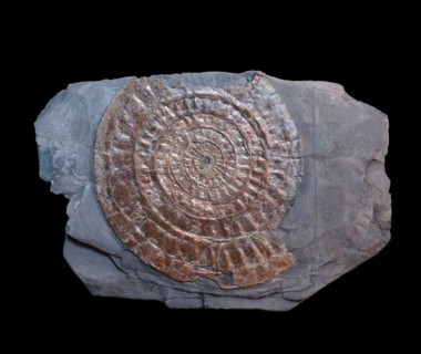 Caloceras johnstoni, Lower Jurassic, Wachet, Somerset