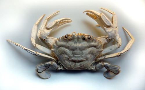 Liocarcinus holsatus, British Waters