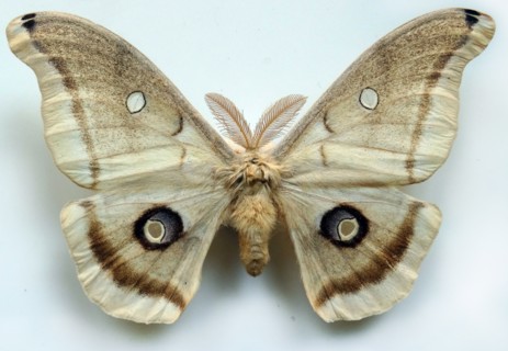 Antheraea polyphemus, American Silkworm