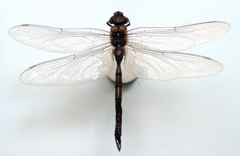 Aeshna Multicolour (Blue-eyed Darner)