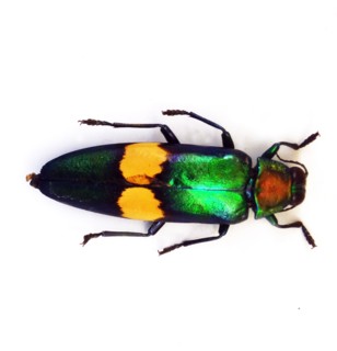 chrysochroa saundersii (Jewel Beetle)
