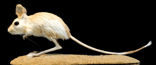 Comb-toed Jerboa (Paradipus ctenodactylus)