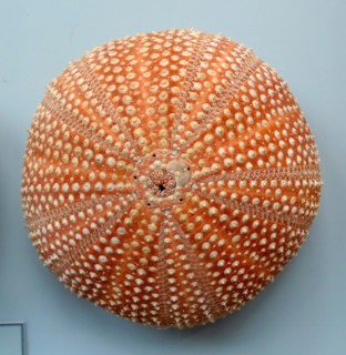 Echinus esculentus, British waters