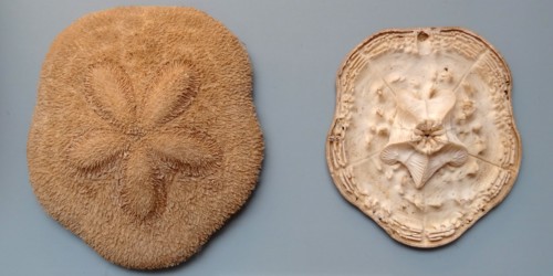 Clypeaster humilis, Middle East
