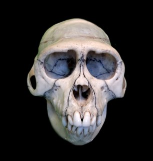 Skull of Macaca Mulatta (Rhesus Macaque)