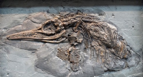 Ichthyosaurus (Conybeare) found in Lower Lias, Lower Jurassic, Lyme Regia, Dorset