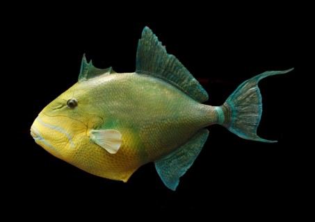 Balistes vetula (Queen Triggerfish)