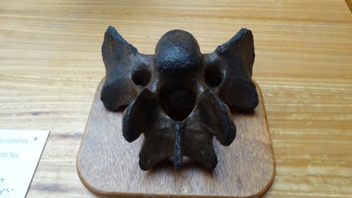 Rhinoceros vertebra, from the North Sea