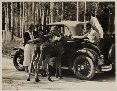 Photograph of a group of young people feeding wild life from their car in the Riding Mountain National Park, Canada