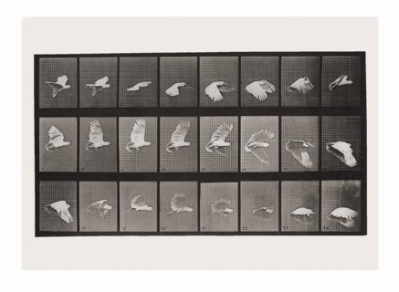 Eadweard Muybridge 'Cockatoo flying' 1887