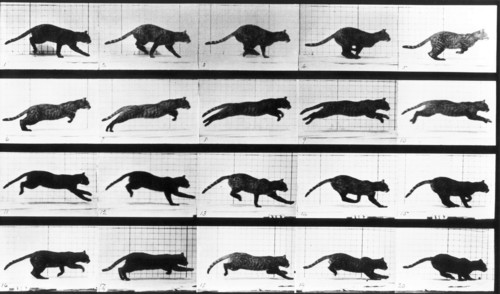Eadweard Muybridge 'cat leaping' 1888