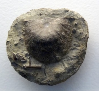Strophonella euglypha from Worcestershire
