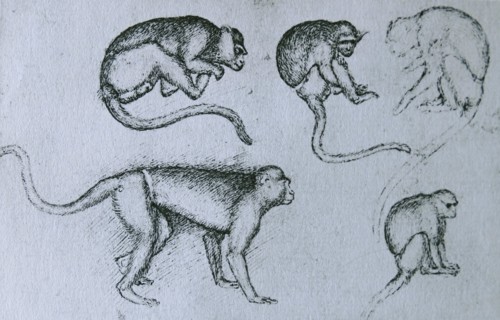 Pen sketch on monkeys by Pisanello