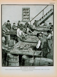 Children at sardine cannery cutting off the heads and tails of herring Cleaning herring for canning From a photograph by T. W. Smillie.