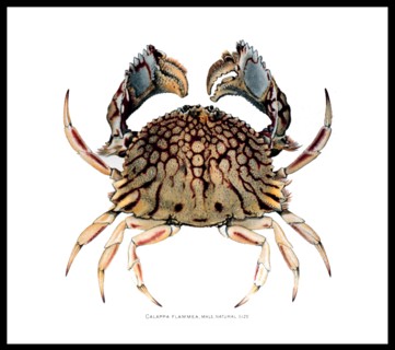 The Brachyura and Macrura of Porto Rico