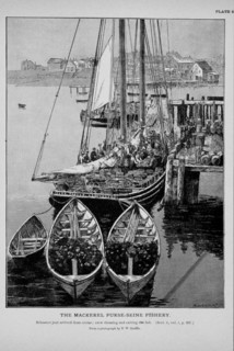 Mackerel schooner just arrived from cruise