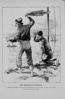 Fisherman signalling to shore crews the approach of a school of fish