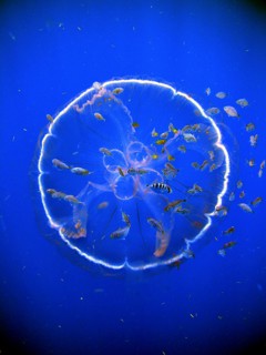 A flotilla of fish follow a transparent drifting jellyfish