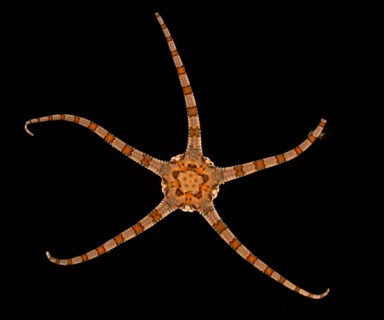 Estuary to the Abyss 2004 Expedition