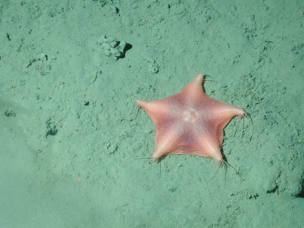 Orange webbed sea star