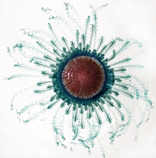 Porpita porpita