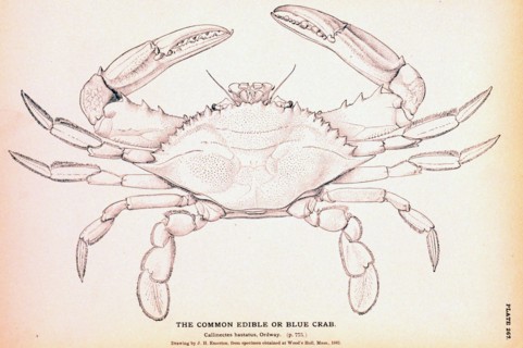 The Common Edible or Blue Crab