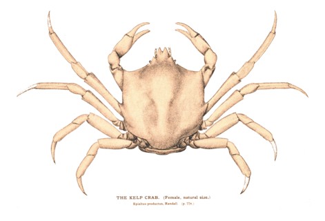 The Kelp Crab