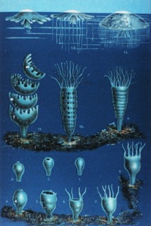 Die Entwickelung der Meduse