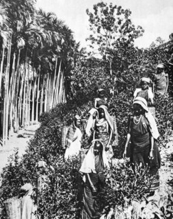 Tamil tea plantation Sri Lanka