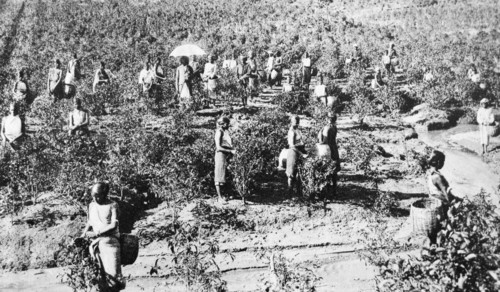 Indian tea planation during British colonial rule 1928
